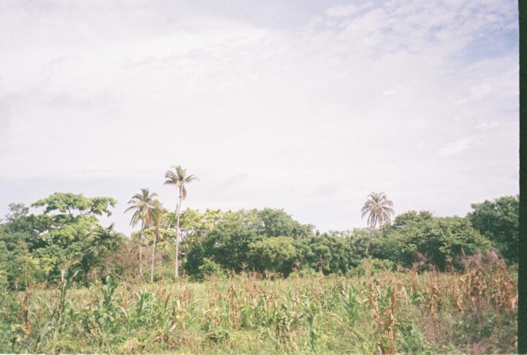 La selva de una isla tropical colombiana. Mostrando nuestros recursos naturales para crear consciencia sobre el diseño sostenible